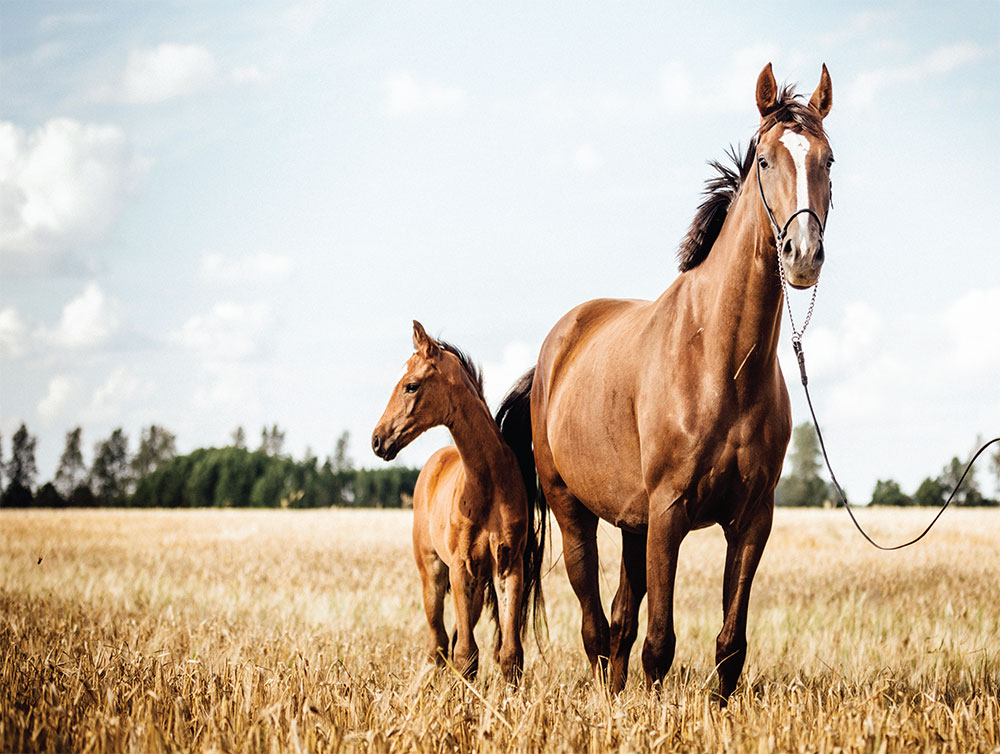Benefit of Linseed Oil for horses