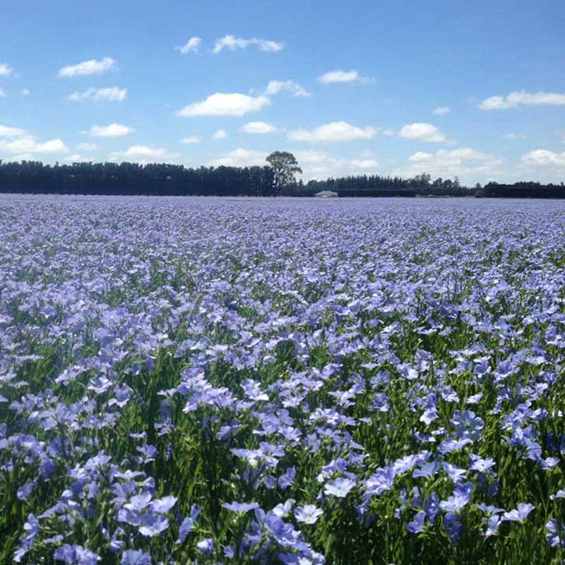 New Zealand Flaxseeds