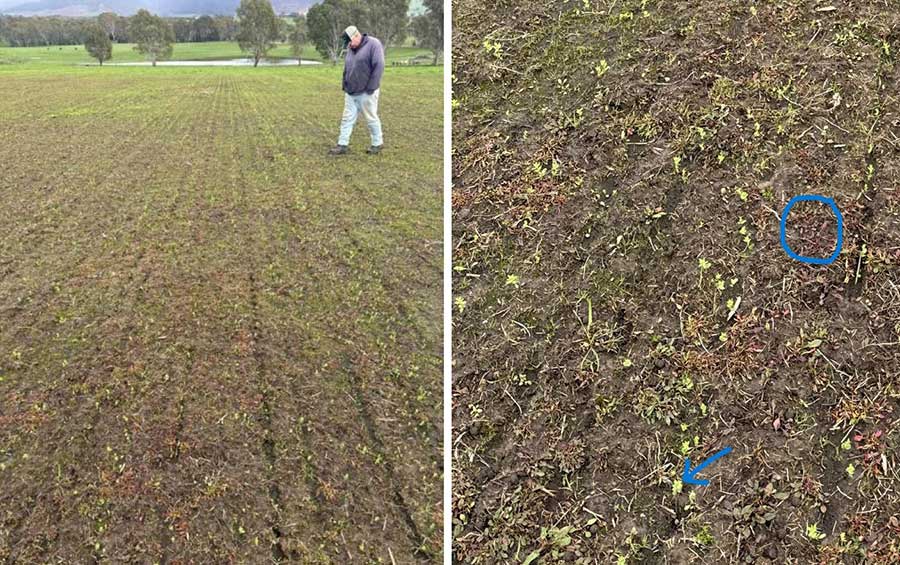 Staring Out With The Right Seed