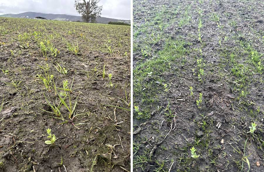 Sowing the Linseed 2