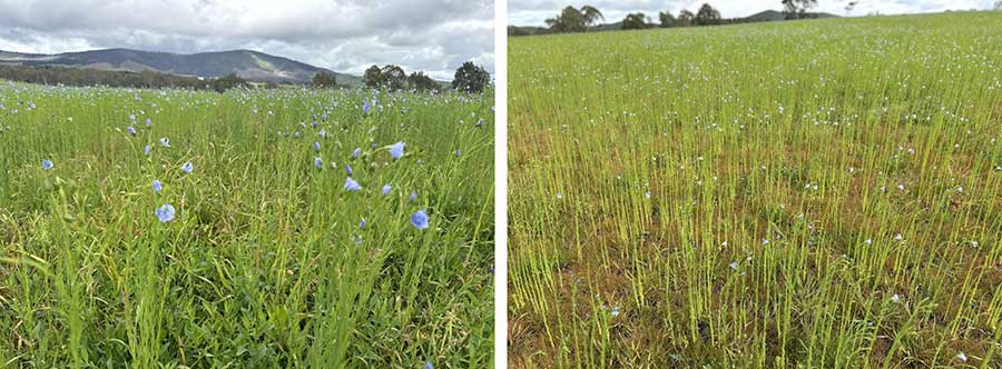 flaxseed field