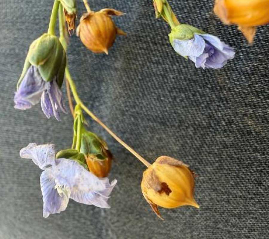 damage caused by the heliothis Grubs