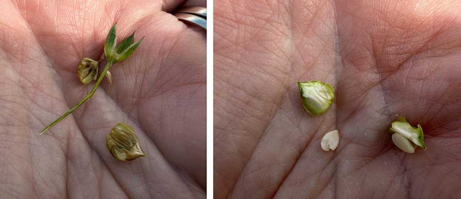 damage caused by the heliothis Grubs