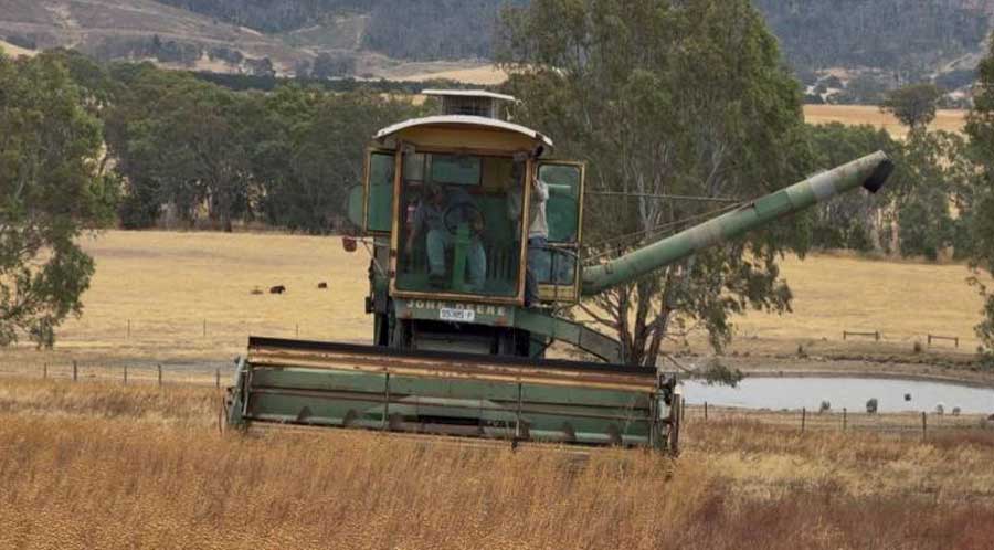 No worm tea applied here, crop is light and yield is low
