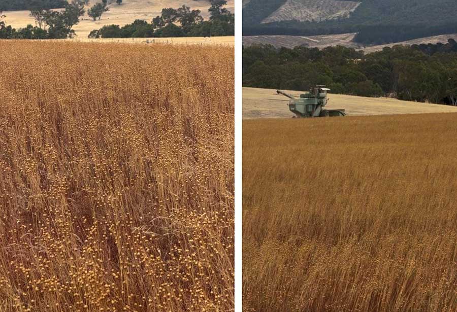 Where Worm tea was applied, better yield