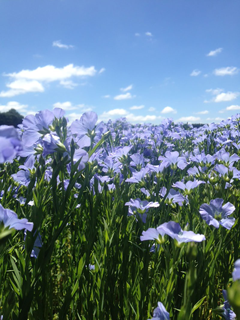 Certified organic seed grown in New Zealand