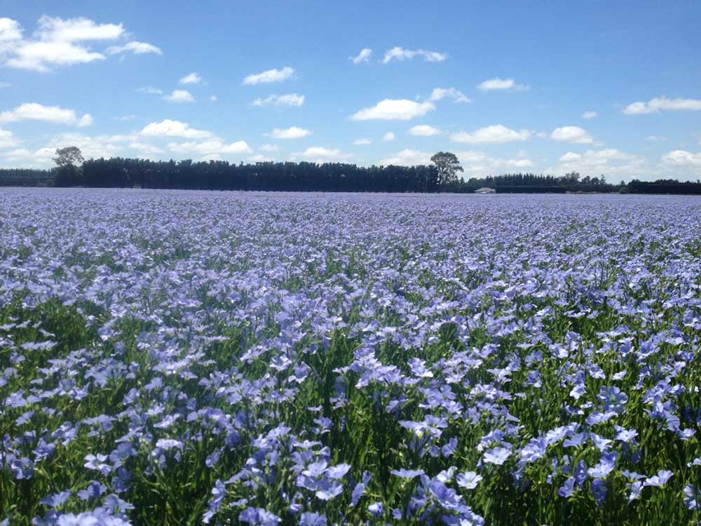 Certified organic seed grown in New Zealand