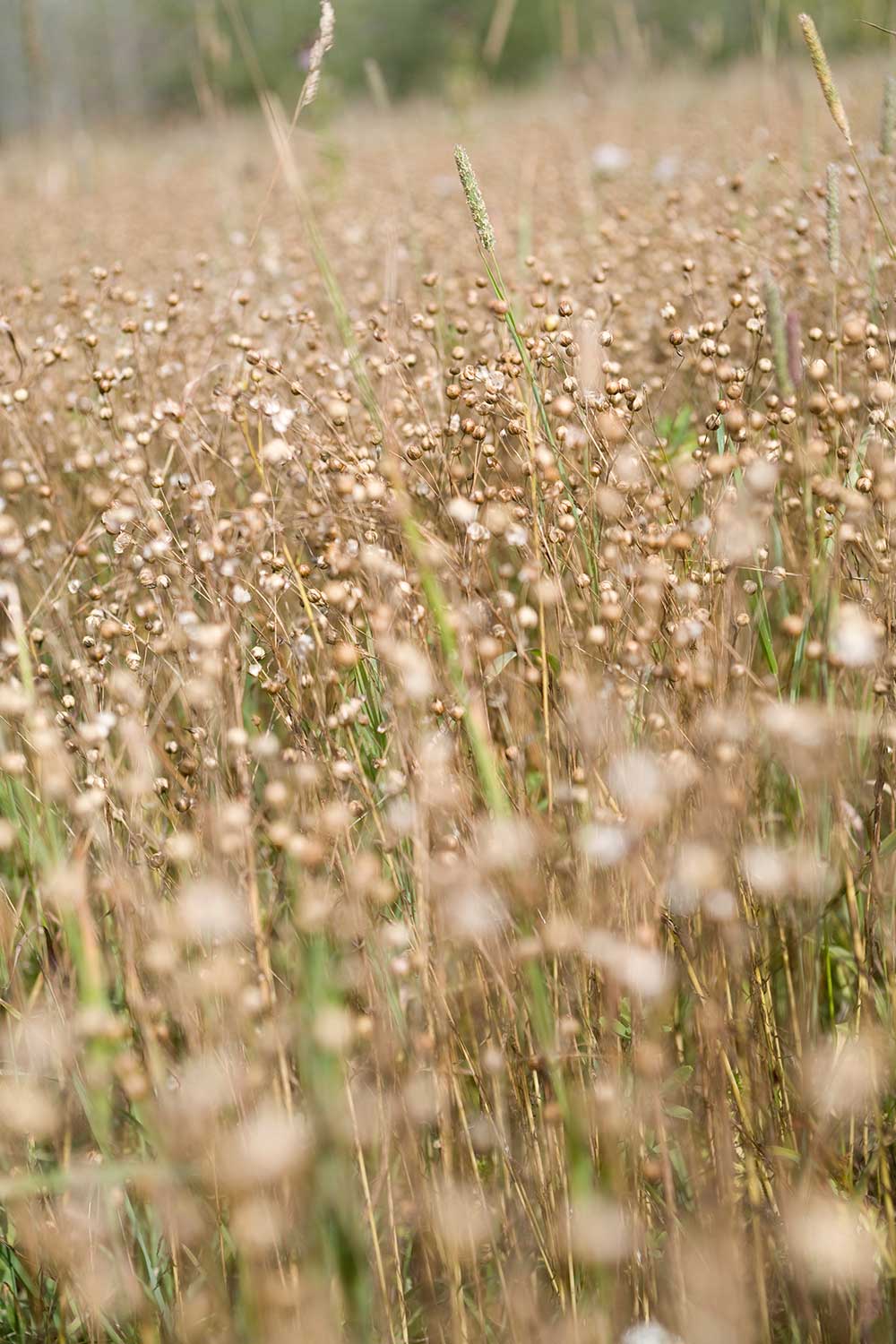 Certified organic seed grown in New Zealand