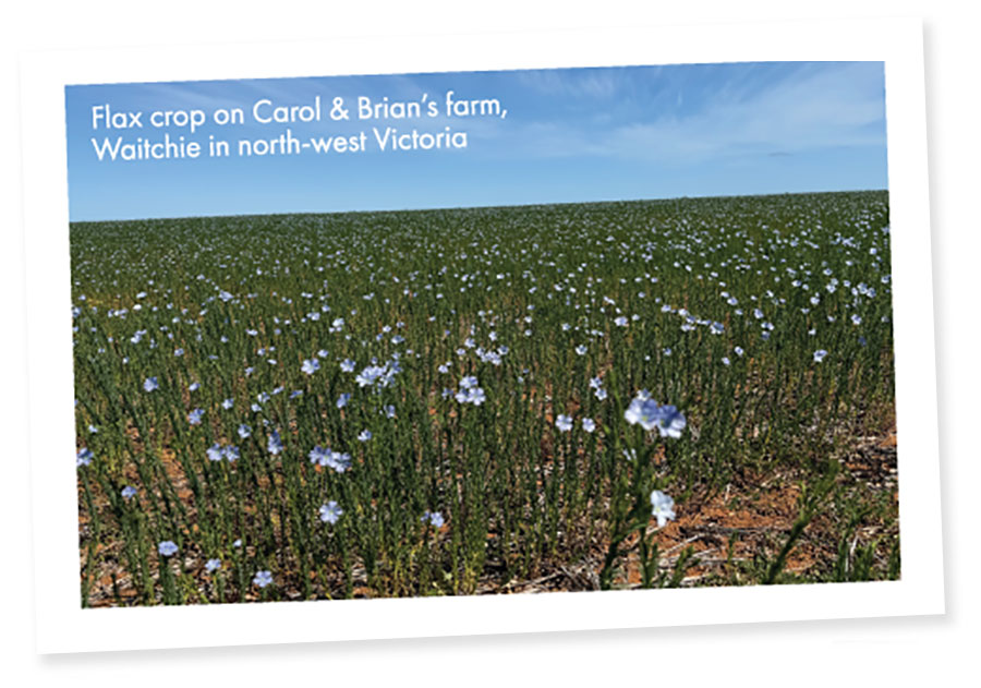 Flax Crip in north-west Victoria