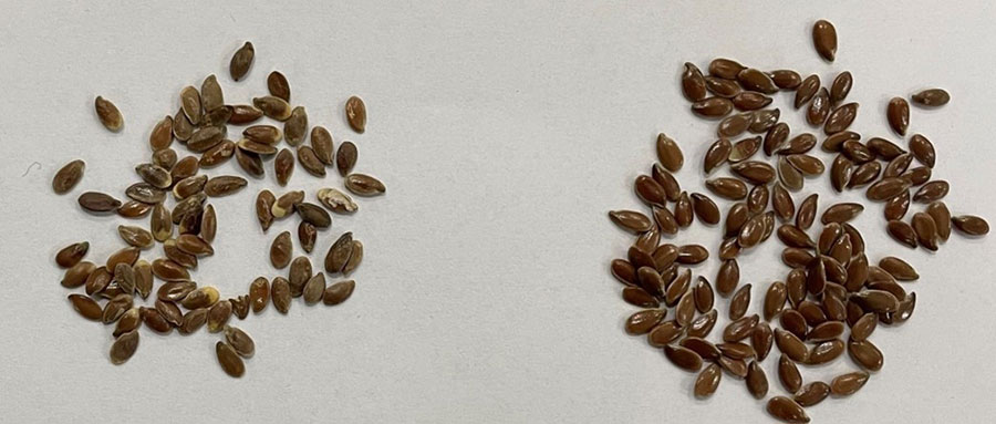 Organic Brown Seed