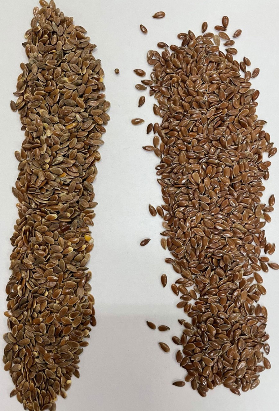 Organic Brown Seed