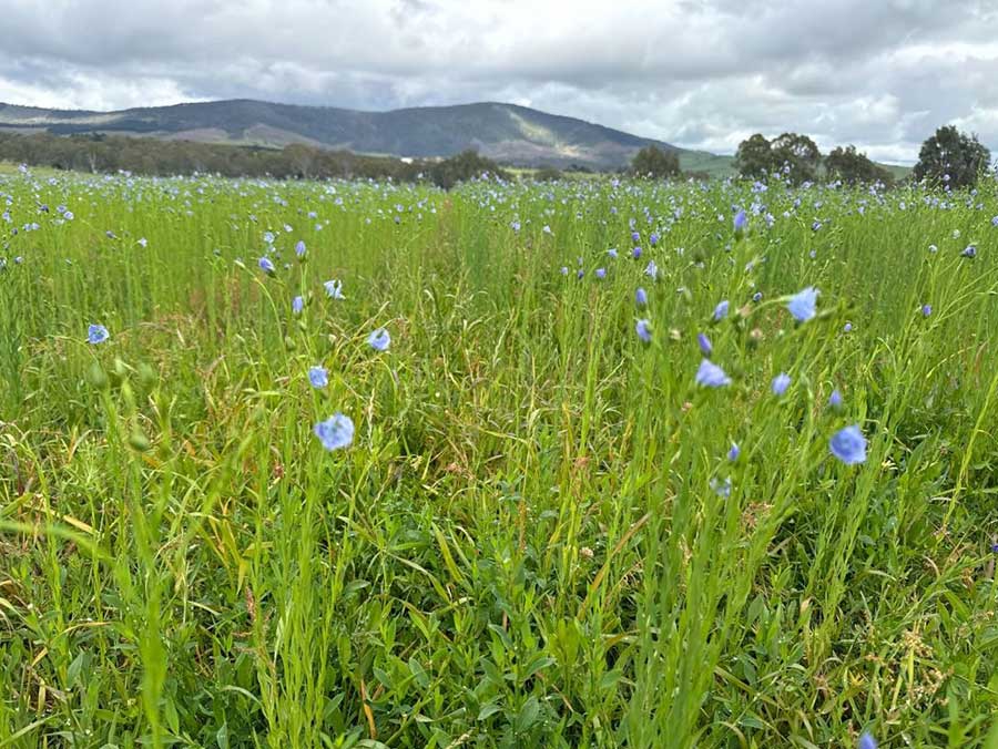  Our Linseed Adventure: Trials, Triumphs and Learning as We Grow.