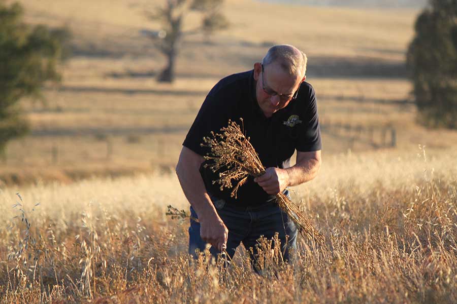 Nutritional Profile of Flaxseed