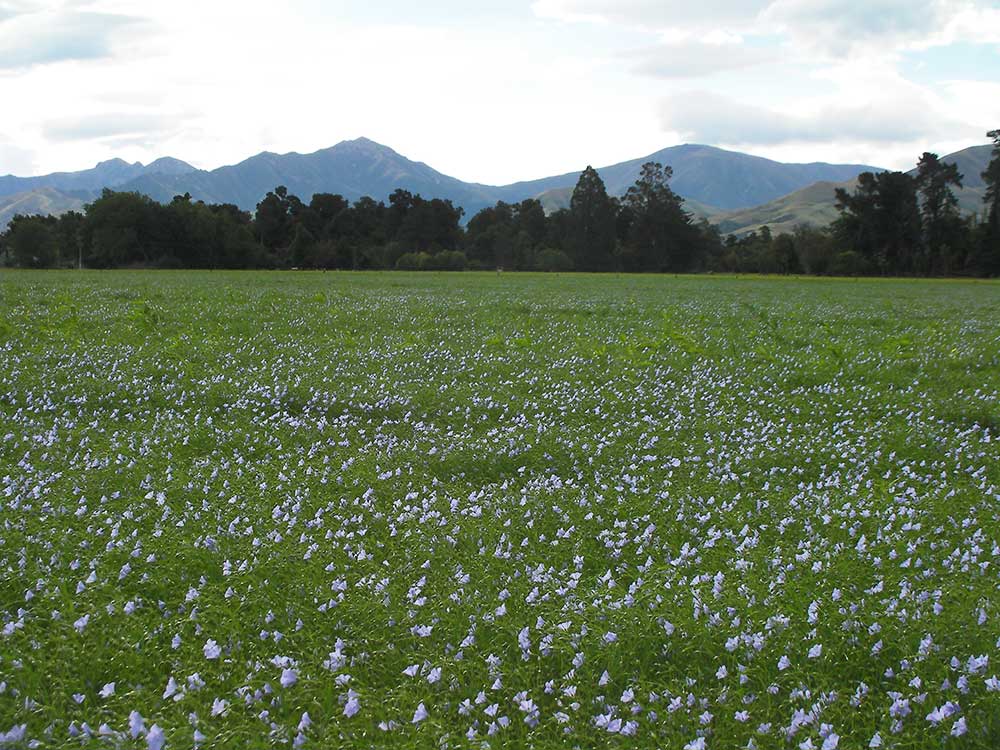 Certified organic seed grown in New Zealand