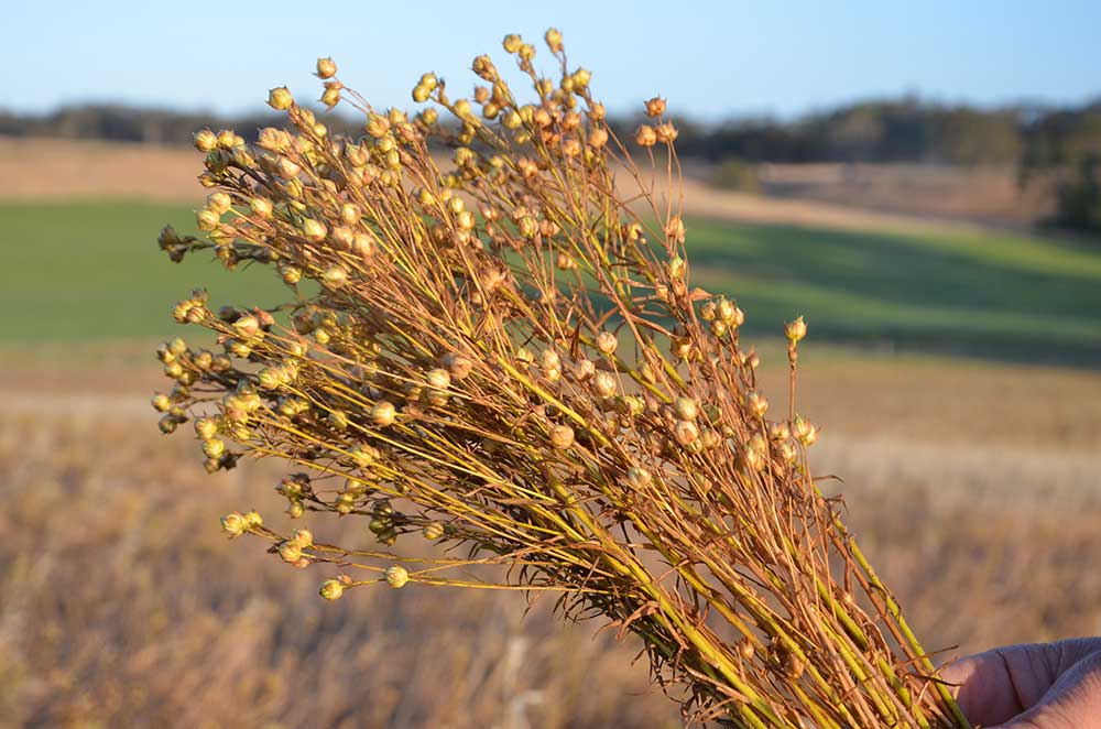 Where does Flaxseed (Linseed) grow in Australia