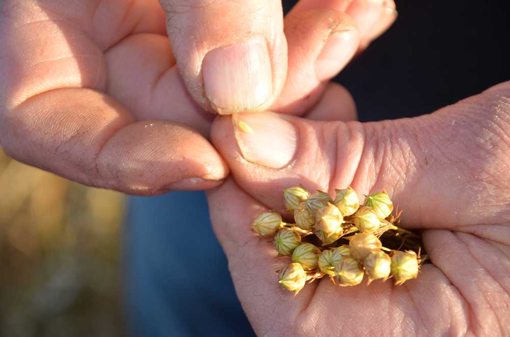 Are Linseeds the same as Flaxseeds?
