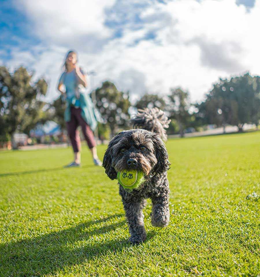 Benefits of Flaxseeds and Flaxseed Oil for Dogs